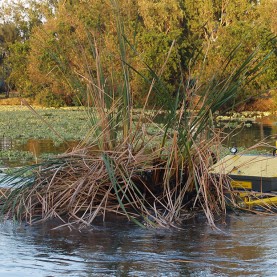 plantas-aquaticas